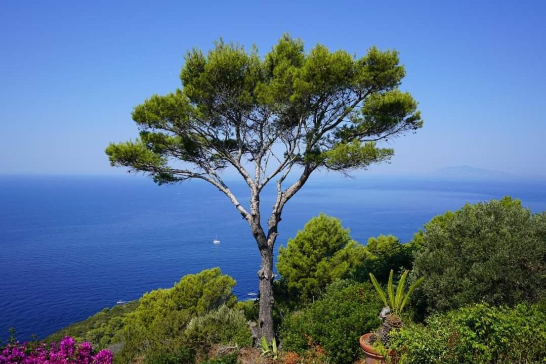 Bed and Breakfast Bb La Guardiia Anacapri  Exterior foto